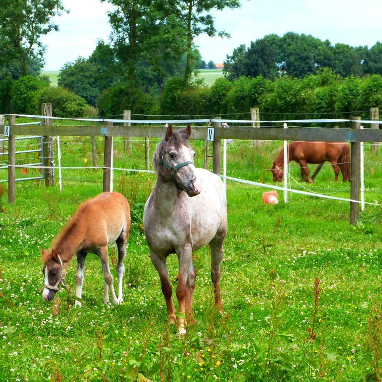 Gite Et Relais Equestre De Marie Tours-en-Vimeu Exteriör bild