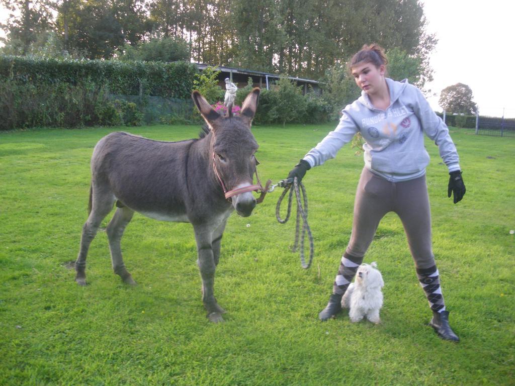 Gite Et Relais Equestre De Marie Tours-en-Vimeu Exteriör bild