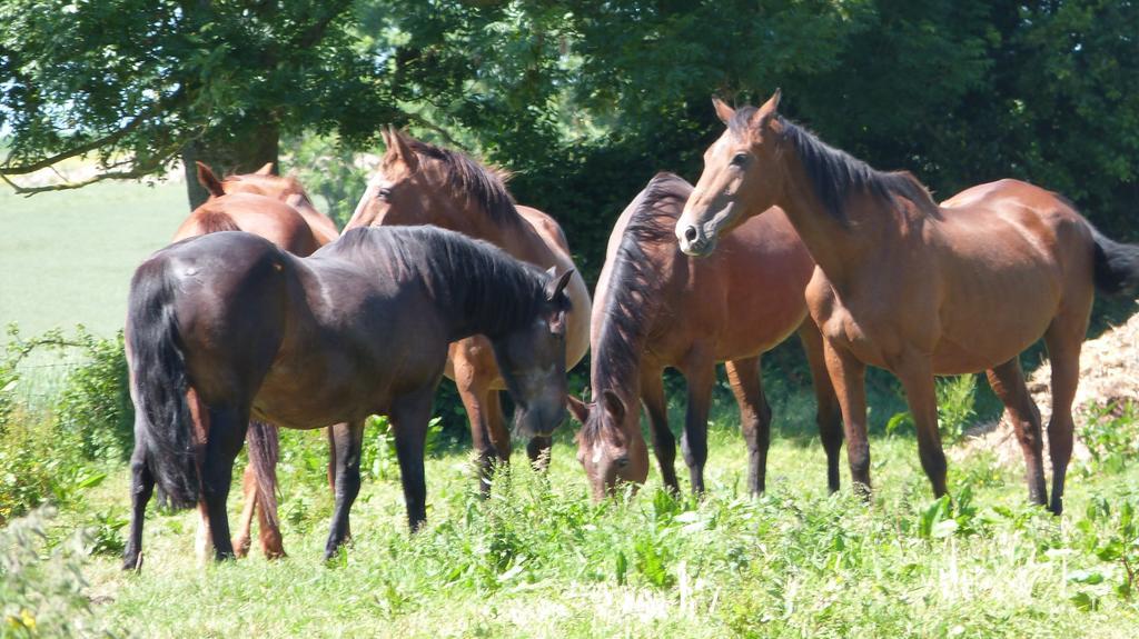 Gite Et Relais Equestre De Marie Tours-en-Vimeu Rum bild