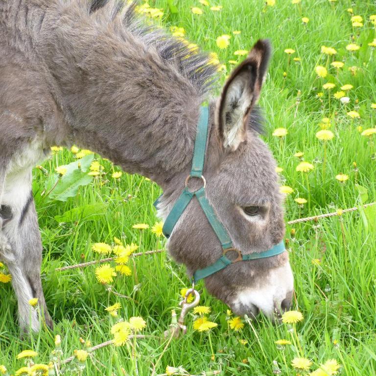Gite Et Relais Equestre De Marie Tours-en-Vimeu Exteriör bild