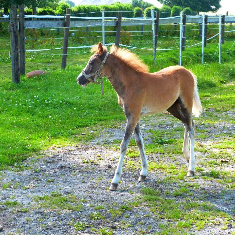 Gite Et Relais Equestre De Marie Tours-en-Vimeu Exteriör bild