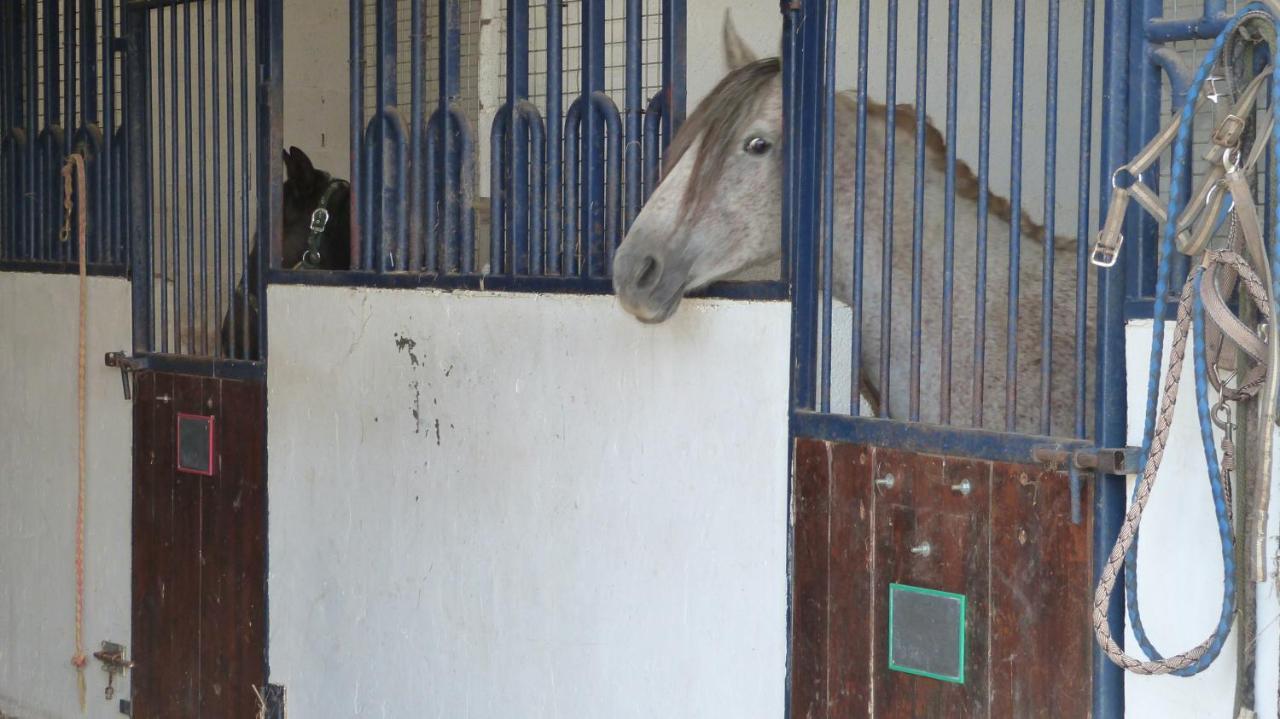 Gite Et Relais Equestre De Marie Tours-en-Vimeu Exteriör bild