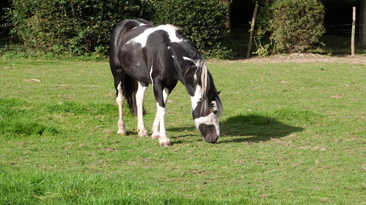 Gite Et Relais Equestre De Marie Tours-en-Vimeu Exteriör bild